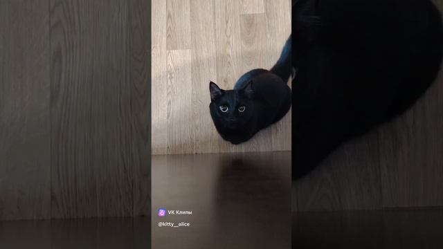 #Алиса😻