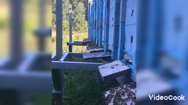 Пчёлы мои!!!
