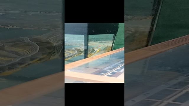 Выставка животных