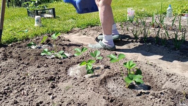 Светкинский ботанический сад. Сажаем клубнику сорта Мурано из Симферополя 2024/6