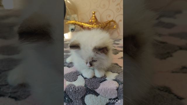 1000092064.mp4