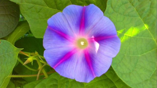 Плейлист "Цветники ароматные" 20 | #цветы #цветочки #цветники #цветник #клумбы #клумба #растения