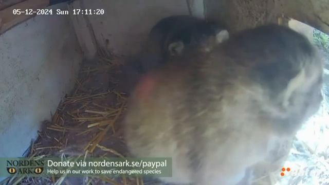 Одного манулёнка вытолкали из домика, а второй вышел сам