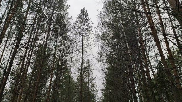 Ноябрьский лес: Очарование осенней природы в её самой удивительной форме | Natures Quiet Retreat