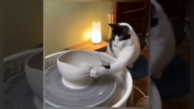 The cat is a potter