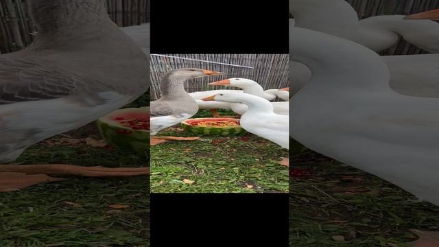 Гуси свободный выгул 22-11-2024