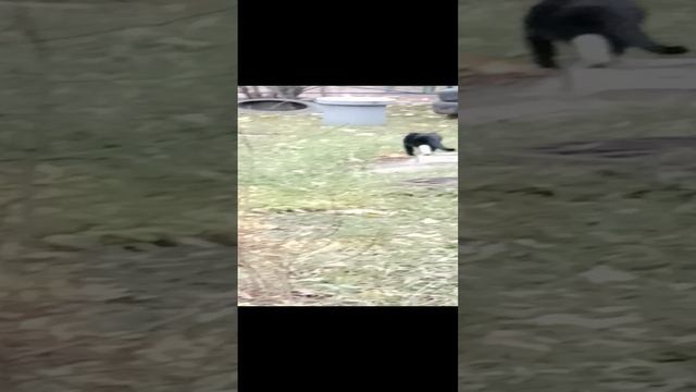 барсик на охоте