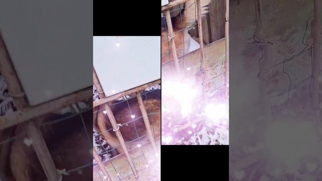1000007898.mp4 (Собака смотрит на вариант электроснабжение дома А-фрейм)