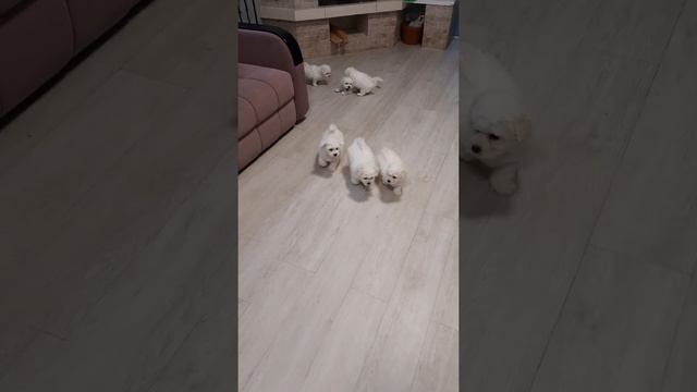 Мои малыши!!!