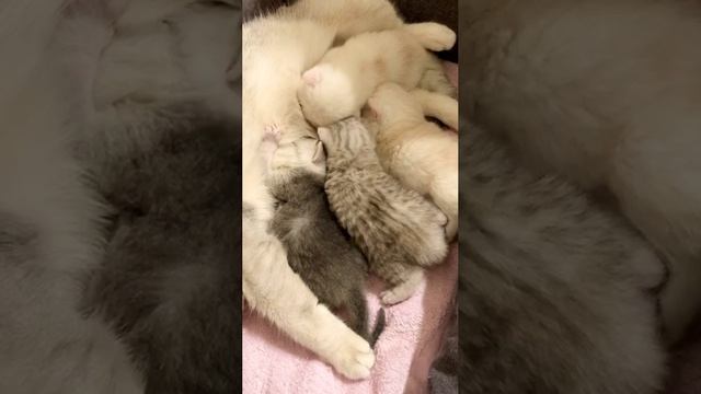 Котятам кошки Кайли 15 дней.