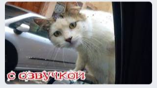 Приколы с котами!- С ОЗВУЧКОЙ! - СМЕШНЫЕ КОТЫ! Самые смешные животные!!!