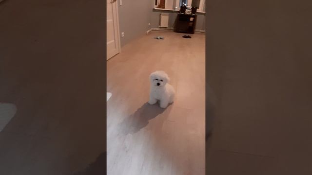 Зефирки