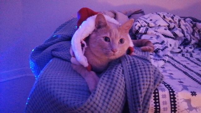 Новый Год уже не за горами !)))))