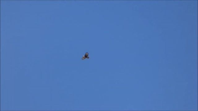 ZOOM TEST - FALCON IN THE SKY -  / SUPER ZOOM TEST 60X / - Digital camera PANASONIC FZ70 / FZ72