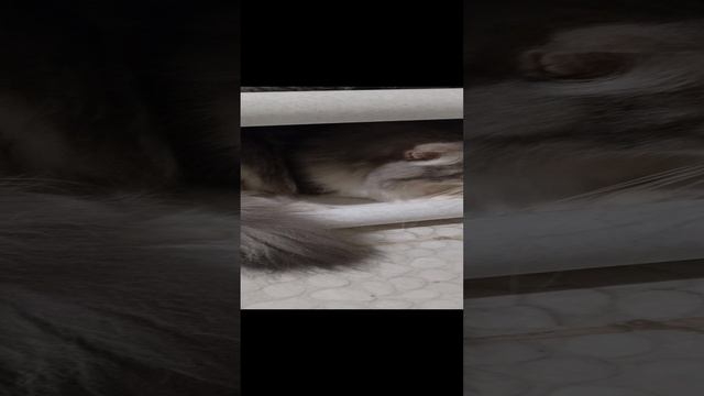 мой кот