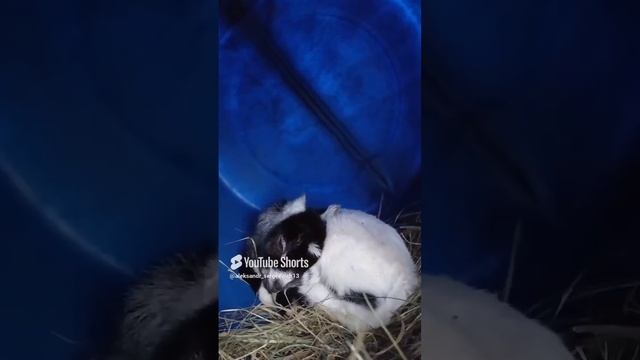 Новорожденные козлята много спят