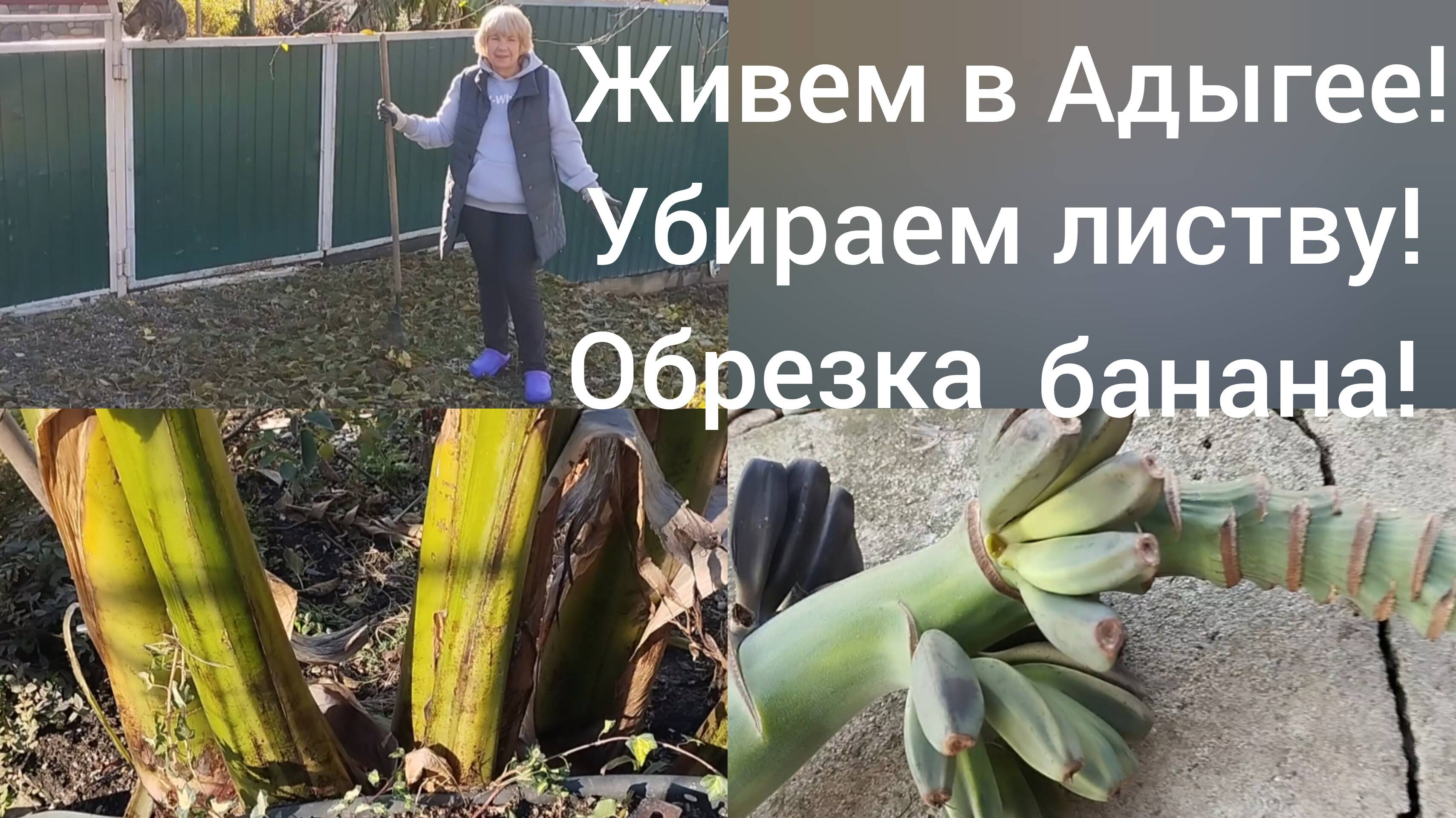 Живем в Адыгее/Обрезаем банановую пальму на зиму/Не успели созреть/