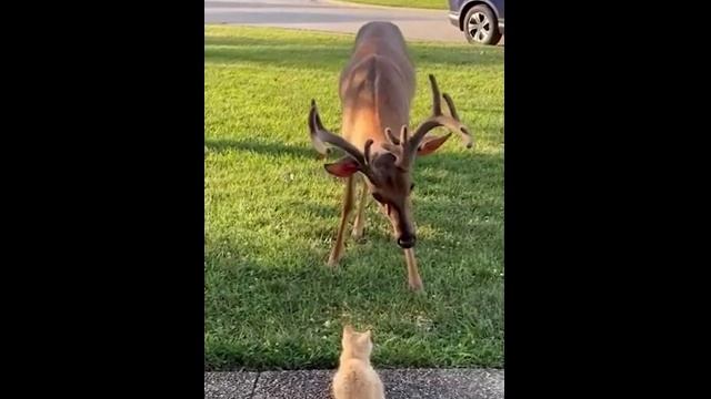 Котёнок встретил оленя