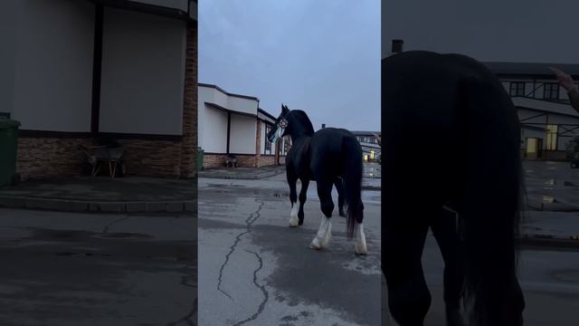 Гольфстрим - абсолютный чемпион #владимирскийтяжеловоз #drafthorses #коннаяРоссия