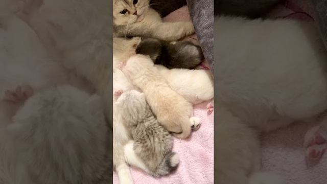 Котятам кошки Кайли 14 дней.