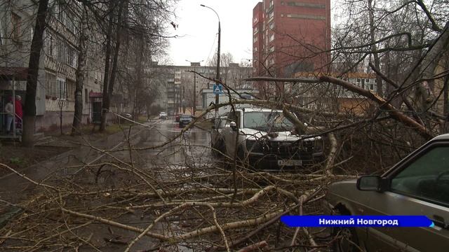 Ветхий тополь разбил капот и помял крышу автомобиля на бульваре Заречном