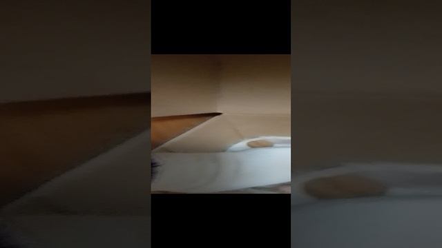 VID_20241121_202526.mp4
