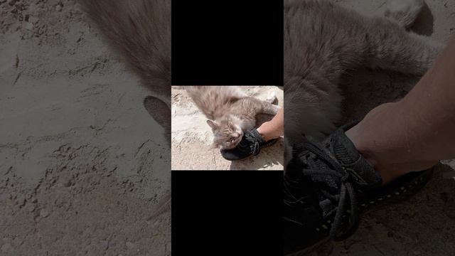 мой кот