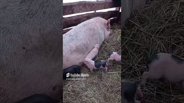 Поросятам четыре дня , а они вовсю познают мир