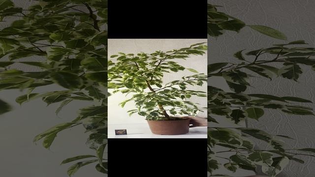 Фикус Али / Ficus Ali