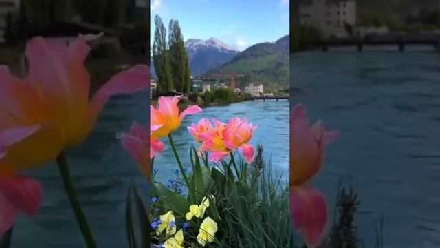 Цветочки 🌺

 #Цветочки  #природа