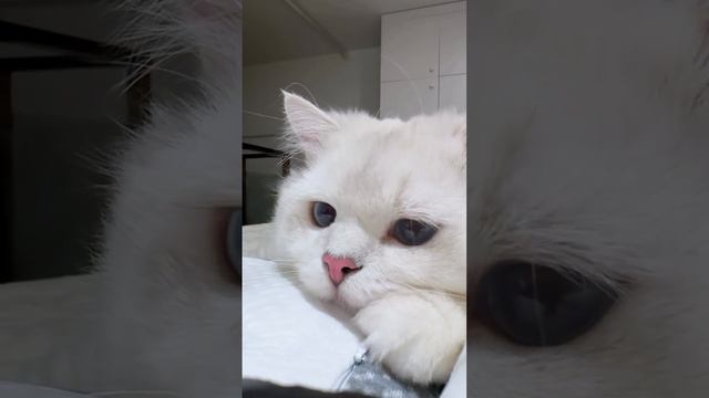 Милый пушистик 😻