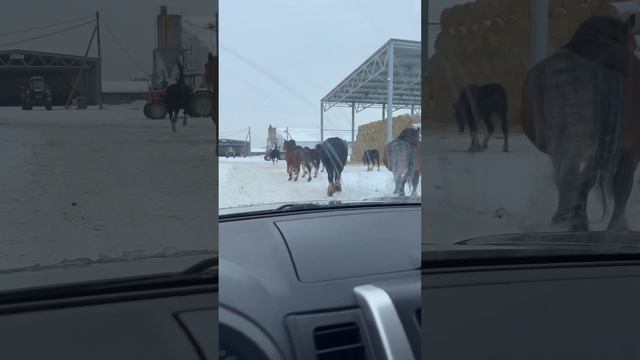 Кобылы #владимирскийтяжеловоз