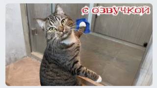 Приколы с котами! С ОЗВУЧКОЙ! - Смешные коты и собаки! НОВЫЕ СМЕШНЫЕ ЖИВОТНЫЕ!