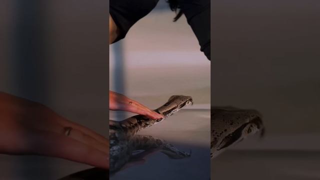 Образ змеи 🐍 год змеи