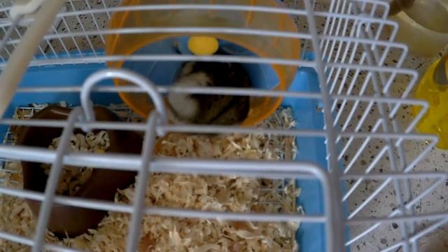 ЖИВЕМ В ДЕРЕВНЕ!!ВСЕ В ДЕЛАХ!!!!МЫ С ВНУЧКОЙ НА ХОЗЯЙСТВЕ!!!Деревенский влог