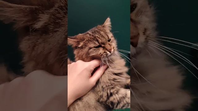 НоксиМилаяКошка.mp4