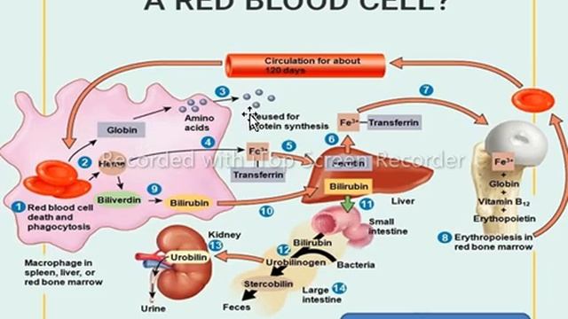 Life cycle of erythrocyte (RBCs) | Stages of RBCs maturation in bone marrow | Hematology