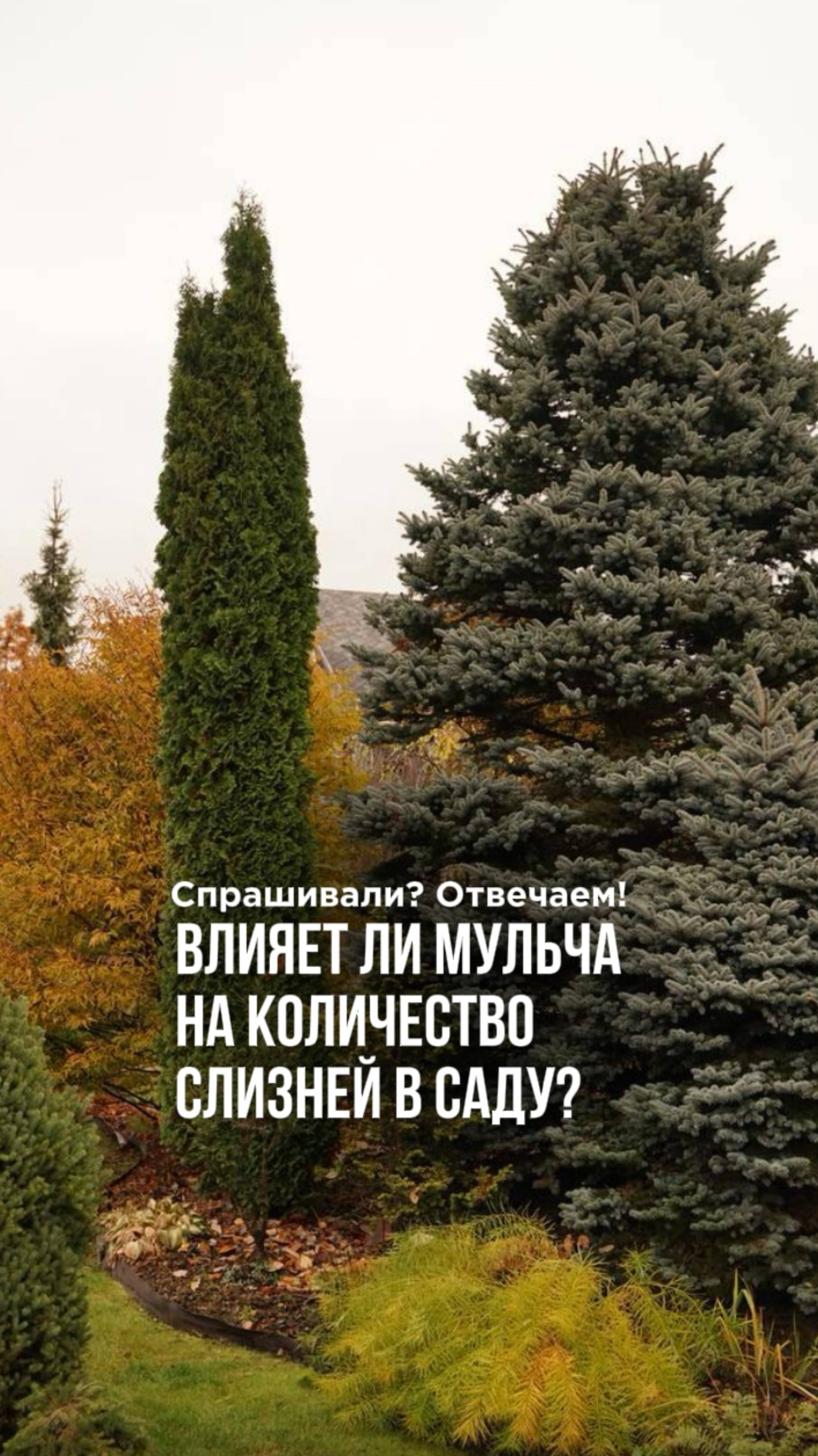 Влияет ли мульча на количество слизней?