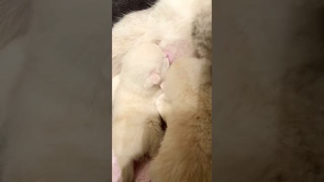 Котятам кошки Кайли 14 дней.