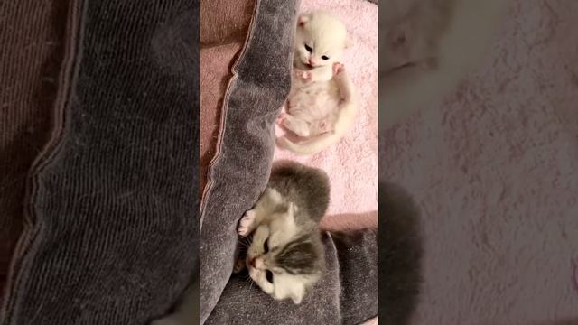 Котятам кошки Кайли 15 дней.