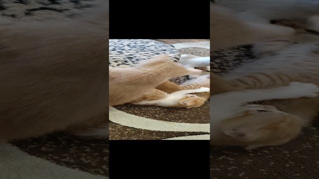 Котятки