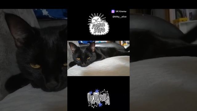 #Алиса😻 Доброе утро