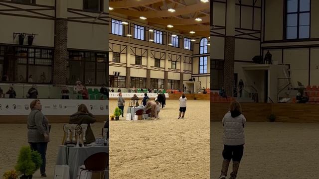 Вагнер #владимирскийтяжеловоз #drafthorses
