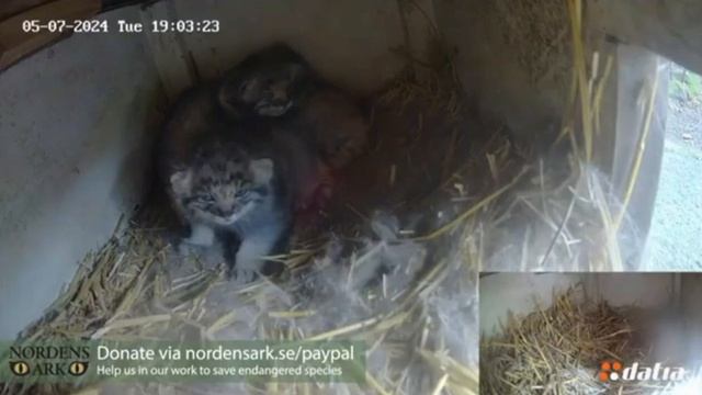 Котята не хотят гулять и Луше вытащила одного из домика