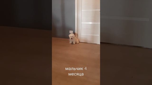 Лебяжий пух