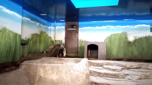 Муравьед Майя на улицу не желает выходить 18.11.2024