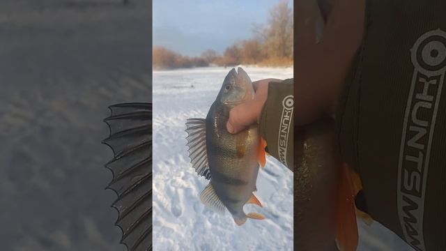 Окунь залетел. Первый лёд #45йрыбак