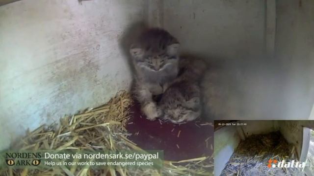 Злой, большой и страшный зверь