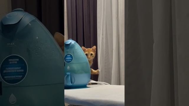 Расти-kitten и шторы
