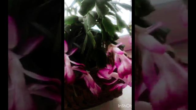 Мамин репортаж. Зимний веселый сад в квартире🌷🌷🌷❤